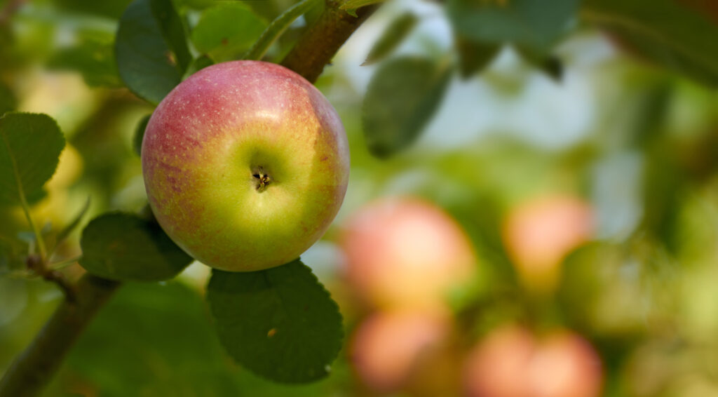 Sustainable Duddon Community Orchard