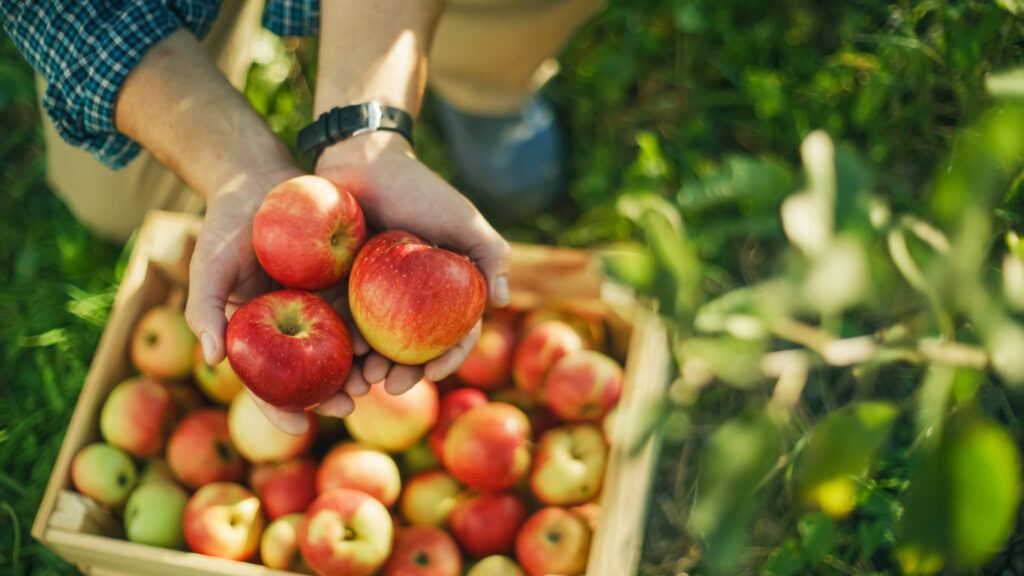 Sustainable Duddon Community Orchard