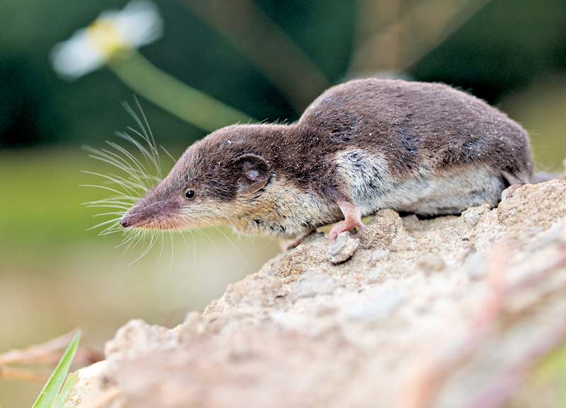 Invasive Non Native Greater White Toothed Shrew