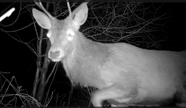 Red Deer Stag