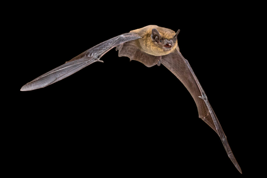 Pipistrelle - CreativeNature_nl